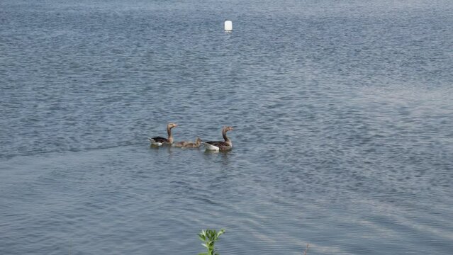 family of four Wild geese at lake Jezioro Duże Żnińskie in Żnin, Poland. Slow motion shot.