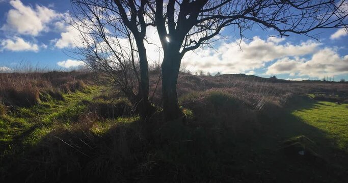 4K shot of sunsine in early moring through a tree at Beaghmore Historic site Cookstown Co Tyrone Northern Ireland