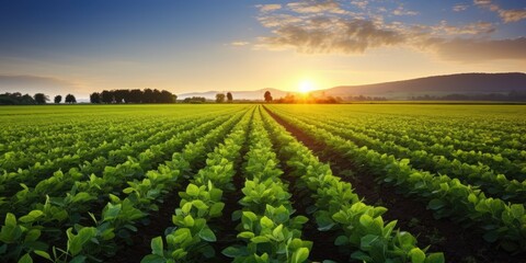 Soy field and soy plants in early morning light - obrazy, fototapety, plakaty