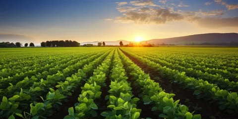 Foto op Canvas Soy field and soy plants in early morning light © piai
