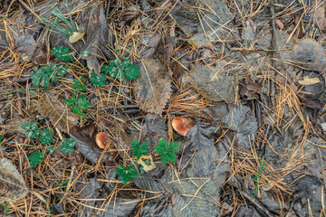 mushrooms in the autumn forest