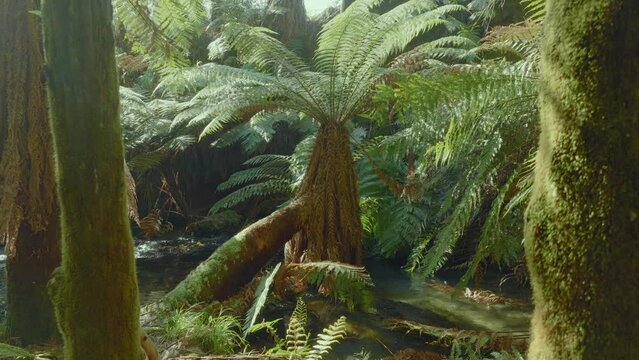 Aerial: Native fern forest and river in the Whakarewarewa Forest, Rotorua, New Zealand