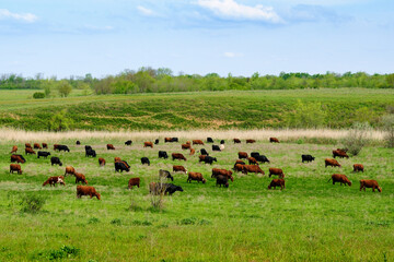Cows grazing on green meadow