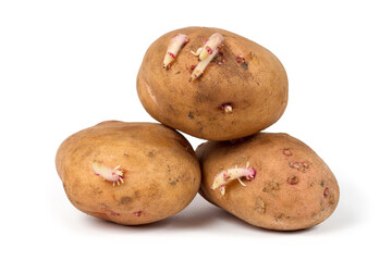 Large potato tubers with sprouts on a white background. Three large tubers of sprouted potatoes.
