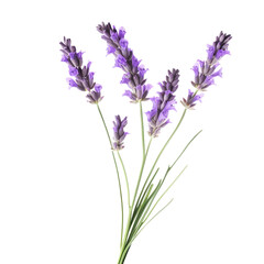 lavender, isolated, transparent, background, purple, floral, herb, aromatic, plant, bloom, scent, relaxation, soothing, nature, beauty, fragrant, calming, botany, vibrant, freshness, blossoms, garden