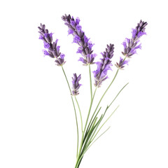 Naklejka premium lavender, isolated, transparent, background, purple, floral, herb, aromatic, plant, bloom, scent, relaxation, soothing, nature, beauty, fragrant, calming, botany, vibrant, freshness, blossoms, garden