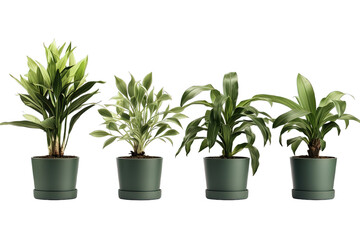 Set Of Plants in Pot