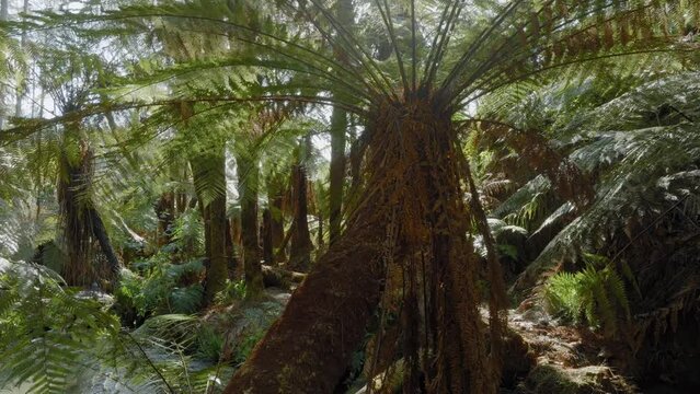 Aerial: Native fern forest and river in the Whakarewarewa Forest, Rotorua, New Zealand