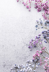 Colored gypsophila flowers on concrete background