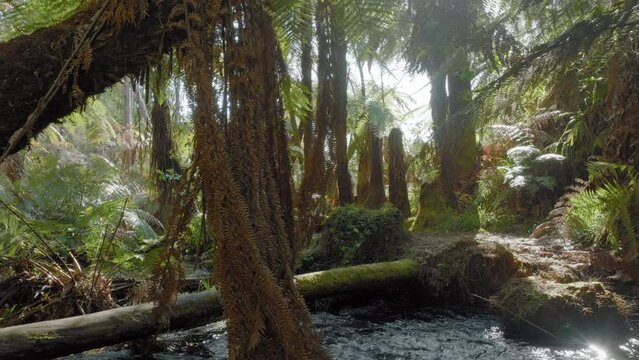 Aerial: Native fern forest and river in the Whakarewarewa Forest, Rotorua, New Zealand