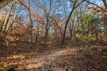 Forest trail in November  on a clear autumn day on the trail from a Wisconsin rest stop off I-94 in the Washburn Marsh State Natural Area