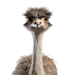 Foto op Canvas Ostrich photograph isolated on white background © Herlita