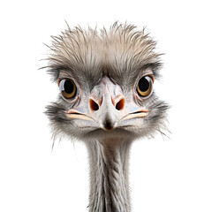 Ostrich photograph isolated on white background