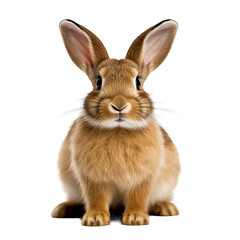 Fototapeta premium Rabbit photograph isolated on white background