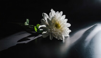 White chrysanthemum on black background, intense light. condolences