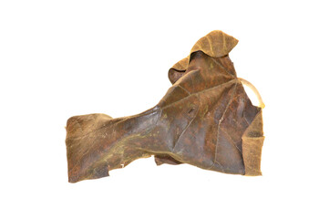 dry plant isolated on white background