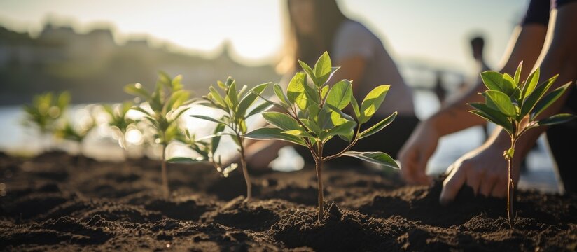 Diverse group of young volunteers engaged in outdoor charity work, planting mangroves with an organization fighting climate change.
