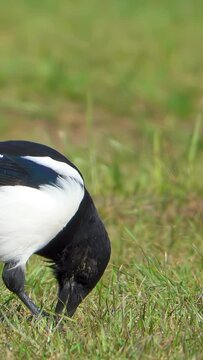 A magpie runs across a field looking for food, vertical