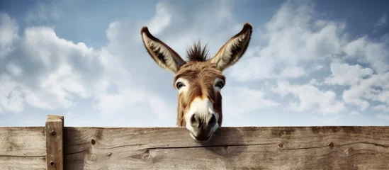 Fotobehang Donkey's ears above a barrier. © 2rogan