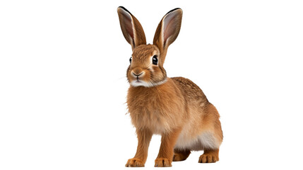 A brown rabbit with long ears