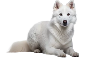 Fototapeten A white dog lying down, isolated on transparent or white background, png © Daniel