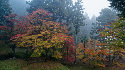 朝霧に霞む紅葉