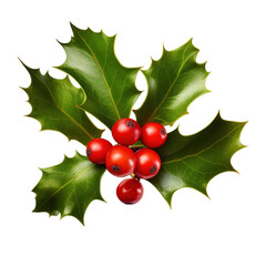 holly leaves and berries