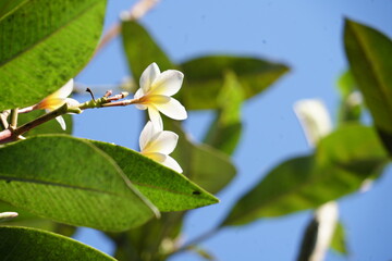 Frangipani flower, Tropical Background with blue sky, Bali