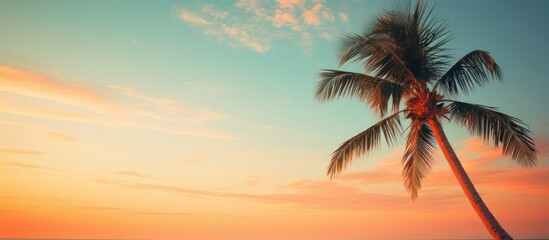 Fototapeta na wymiar Palm tree during sunset at Cable beach, Broome, WA.