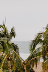 Palm trees and sea