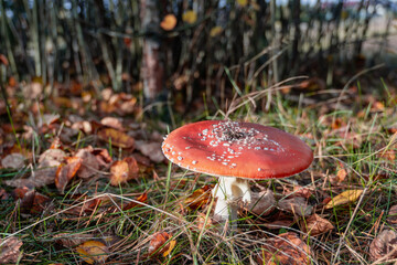 Big fly agaric in forest