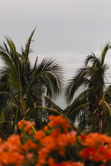 palm tree in the sun