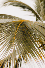 close up of palm tree