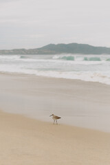 seagull on the beach