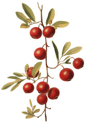 Cranberry isolated on transparent background, old botanical illustration