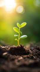 A close up of a new green shoot growing in soil. - obrazy, fototapety, plakaty