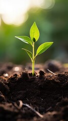A close up of a new green shoot growing in soil. - obrazy, fototapety, plakaty