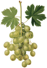 Obraz premium Gooseberry isolated on transparent background, old botanical illustration