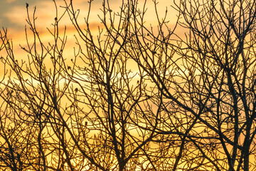 Evening sky. Tree branch against the backdrop of sunset. Close up.