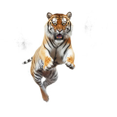 Obraz premium tiger looking isolated on white