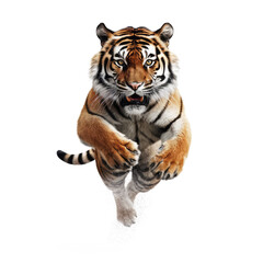 Fototapeta premium tiger looking isolated on white