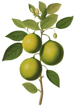 Lime isolated on transparent background, old botanical illustration