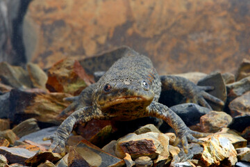 Iberian ribbed newt // Spanischer Rippenmolch (Pleurodeles waltl) - Portugal