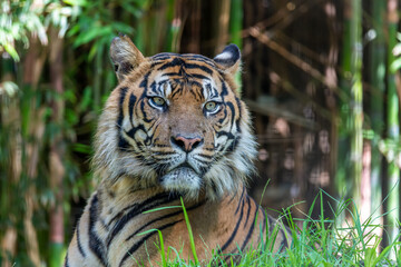 Sumatran Tiger