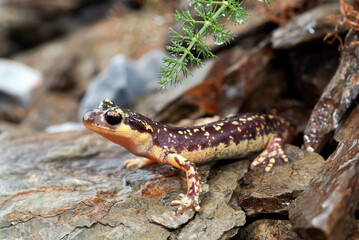 Karpathos-Salamander - Weibchen // female of the Karpathos salamander (Lyciasalamandra helverseni) - Insel Karpathos, Griechenland