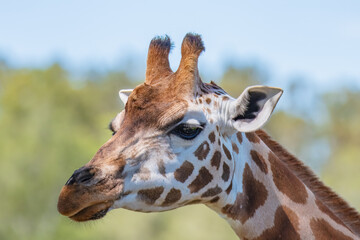 Rothschild giraffe