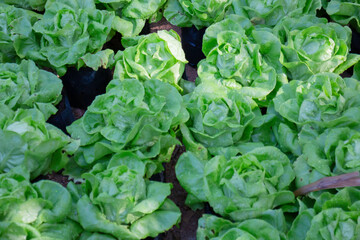 Display of local produce at outdoor farmers market