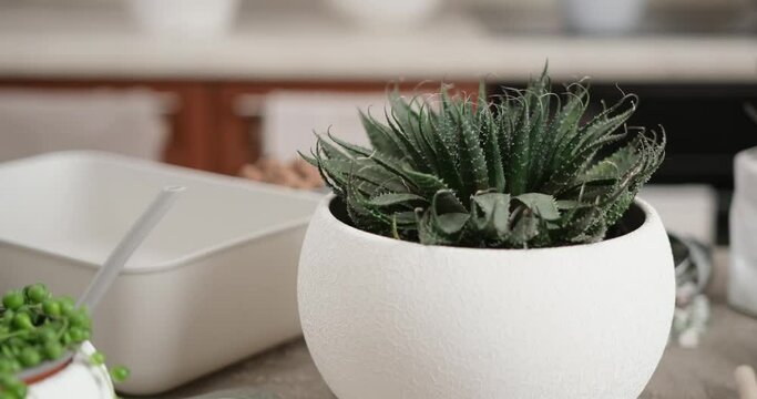 Potted Aloe Aristata house plant in white ceramic pot on a table indoors