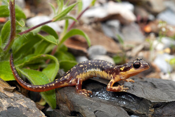 Karpathos-Salamander - Weibchen // female of the Karpathos salamander (Lyciasalamandra helverseni) - Insel Karpathos, Griechenland