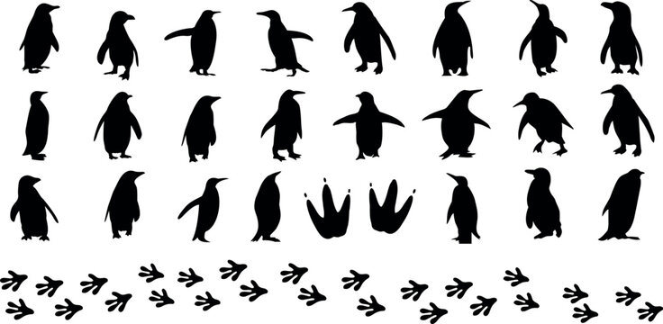 Penguin silhouette vector illustration, unique penguins in different poses. Perfect for animal, bird, flightless, Antarctica, emperor, king, Adelie, chinstrap, gentoo, macaroni, rockhopper